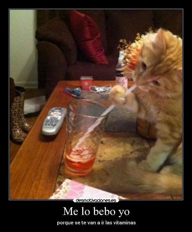 carteles eften gatitos muy monos bebiendo zumito princi desmotivaciones