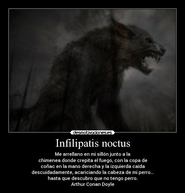 Infilipatis noctus -