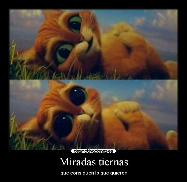 Miradas tiernas - que consiguen lo que quieren