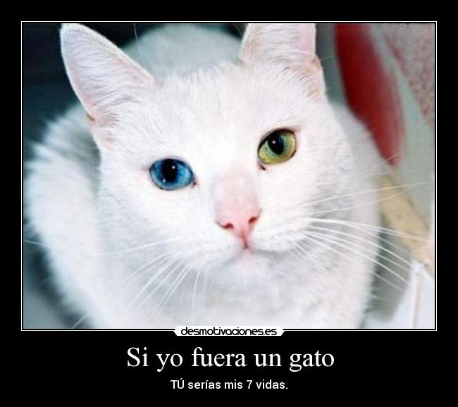 Si yo fuera un gato - TÚ serías mis 7 vidas.