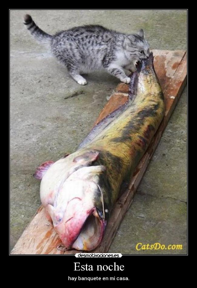 Esta noche - hay banquete en mi casa.
