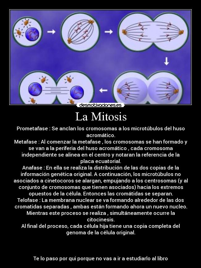 La Mitosis - Prometafase : Se anclan los cromosomas a los microtúbulos del huso
acromático.
Metafase : Al comenzar la metafase , los cromosomas se han formado y
se van a la periferia del huso acromático , cada cromosoma
independiente se alinea en el centro y notaran la referencia de la
placa ecuatorial.
Anafase : En ella se realiza la distribución de las dos copias de la
información genética original. A continuación, los microtúbulos no
asociados a cinetocoros se alargan, empujando a los centrosomas (y al
conjunto de cromosomas que tienen asociados) hacia los extremos
opuestos de la célula. Entonces las cromátidas se separan.
Telofase : La membrana nuclear se va formando alrededor de las dos
cromatidas separadas , ambas están formando ahora un nuevo nucleo.
Mientras este proceso se realiza , simultáneamente ocurre la
citocinesis.
Al final del proceso, cada célula hija tiene una copia completa del
genoma de la célula original.
Te lo paso por qui porque no vas a ir a estudiarlo al libro