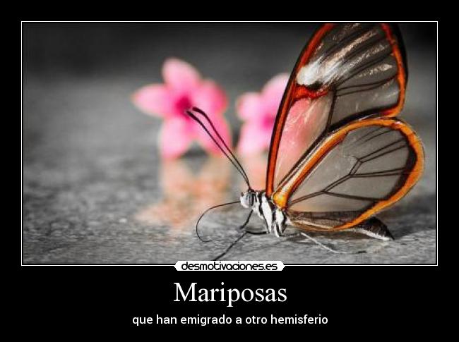 Mariposas -