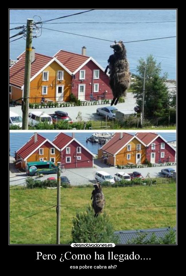 Pero ¿Como ha llegado.... - esa pobre cabra ahí?