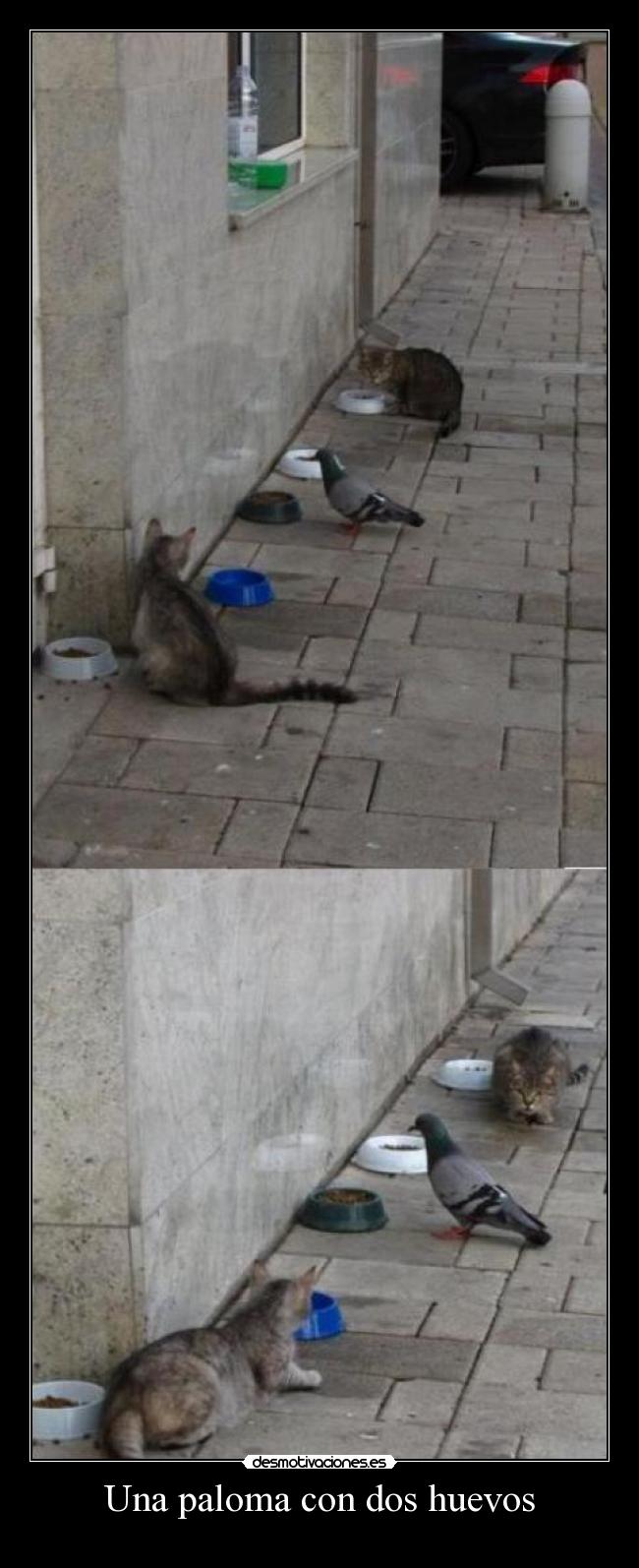 Una paloma con dos huevos -