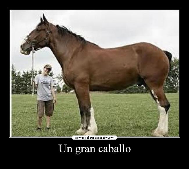 Un gran caballo -