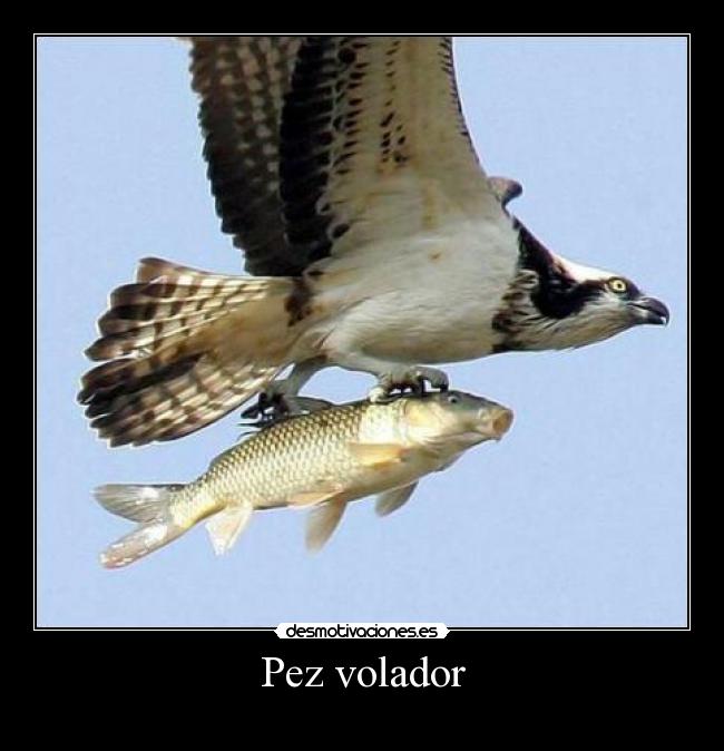 Pez volador - 