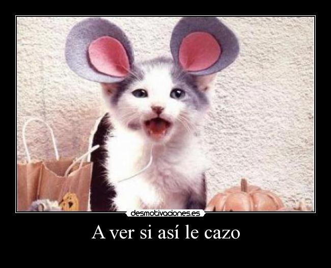 A ver si así le cazo -