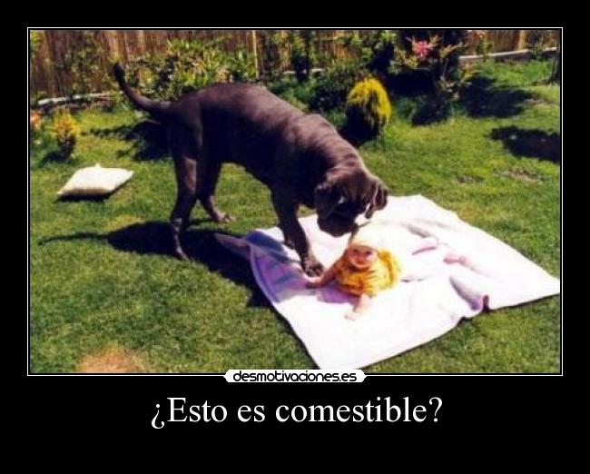 ¿Esto es comestible? - 