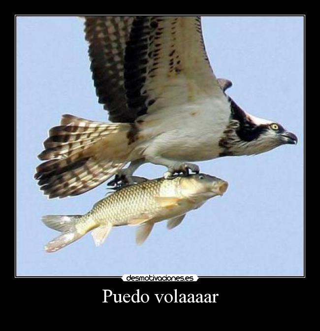 Puedo volaaaar -