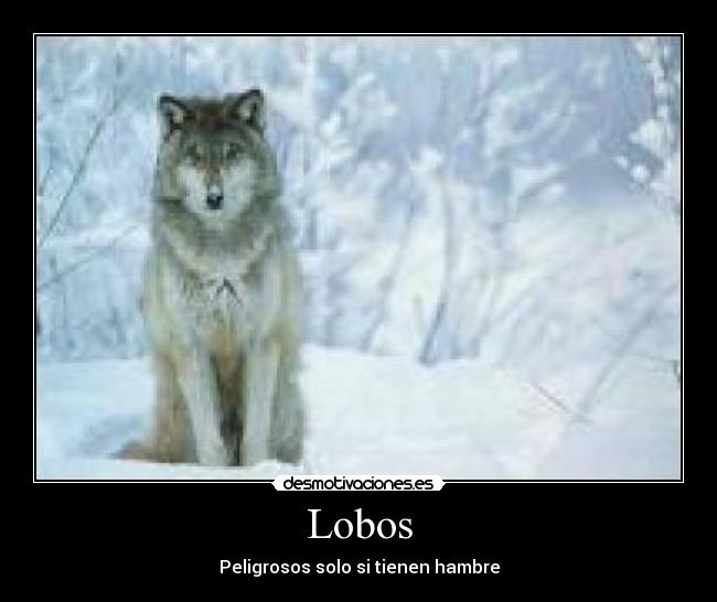Lobos - Peligrosos solo si tienen hambre