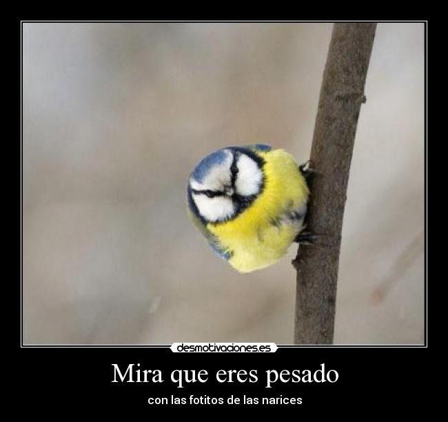 Mira que eres pesado - con las fotitos de las narices