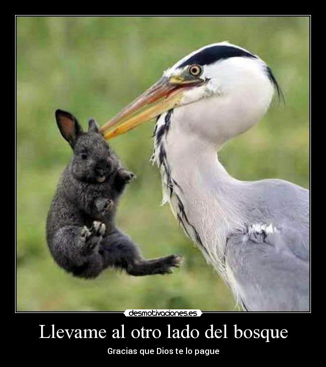 Llevame al otro lado del bosque - 