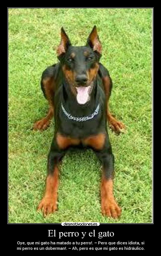El perro y el gato - Oye, que mi gato ha matado a tu perro!. – Pero que dices idiota, si
mi perro es un doberman!. – Ah, pero es que mi gato es hidráulico.