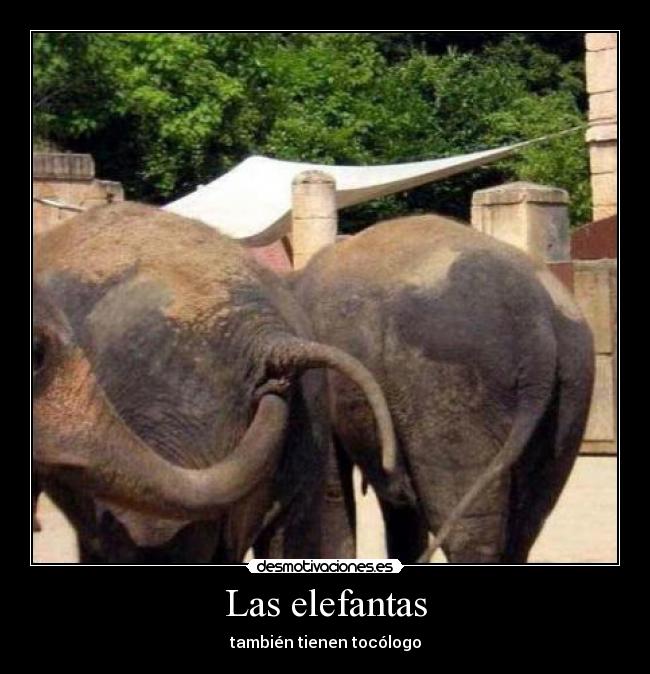Las elefantas - también tienen tocólogo
