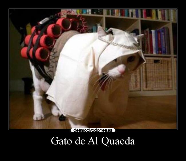 Gato de Al Quaeda - 