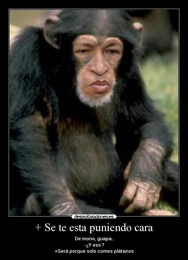 + Se te esta puniendo cara - De mono, guapa..
-¿Y eso ?
+Será porque solo comes plátanos