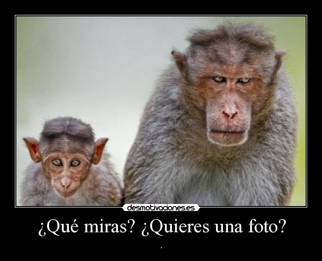 ¿Qué miras? ¿Quieres una foto? - 