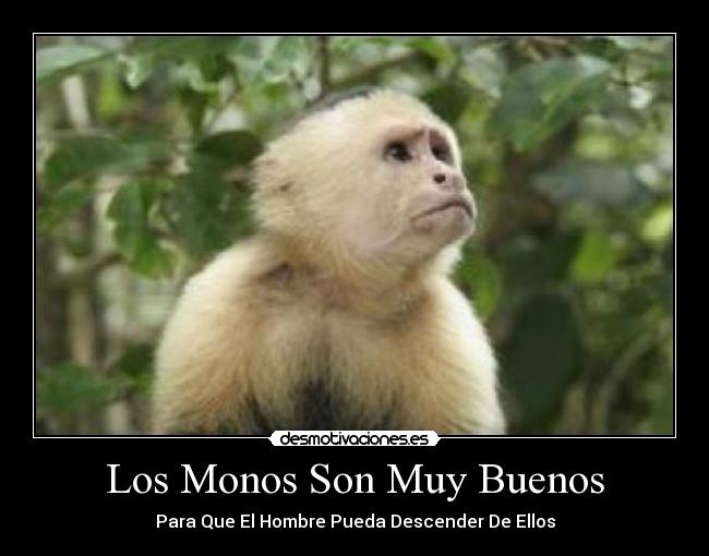 Los Monos Son Muy Buenos - Para Que El Hombre Pueda Descender De Ellos