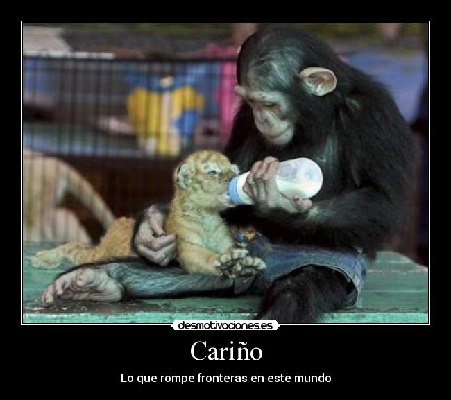 Cariño - Lo que rompe fronteras en este mundo