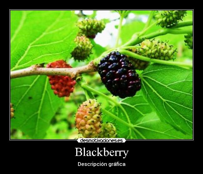 Blackberry - Descripción gráfica