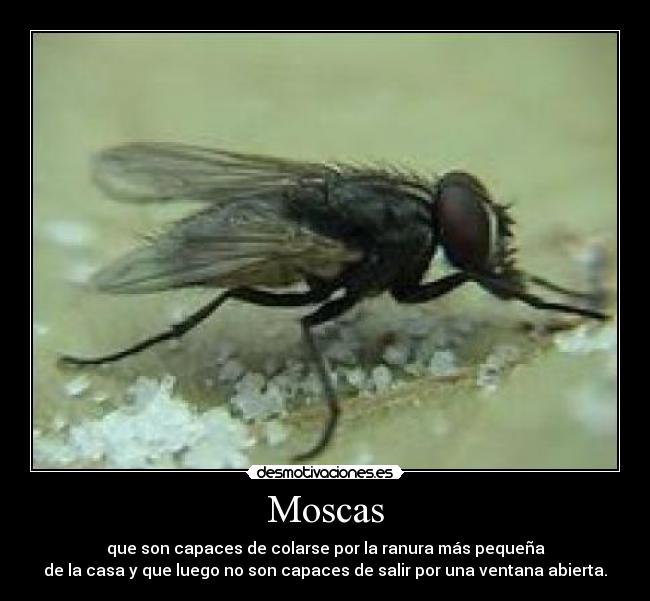 Moscas -
