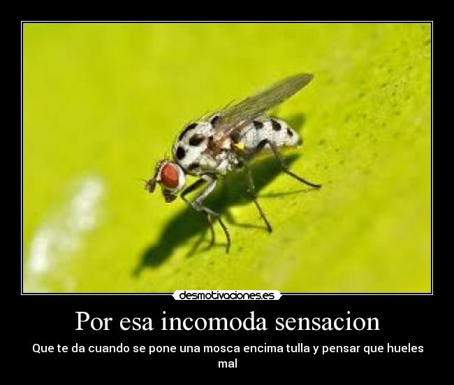 Por esa incomoda sensacion - Que te da cuando se pone una mosca encima tulla y pensar que hueles mal