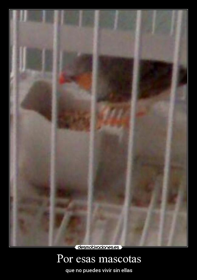 Por esas mascotas - que no puedes vivir sin ellas