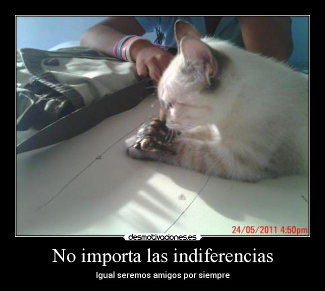 No importa las indiferencias - Igual seremos amigos por siempre
