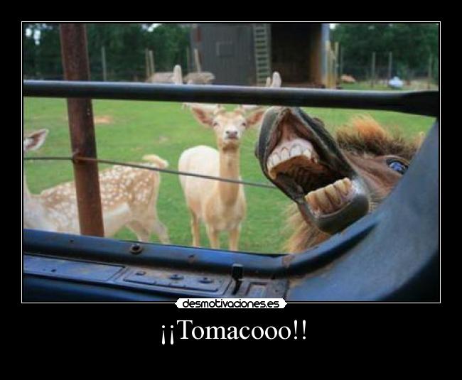 ¡¡Tomacooo!! - 