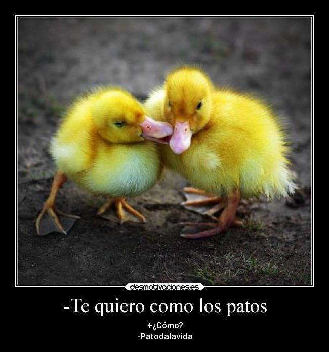 carteles patos amor vida desmotivaciones