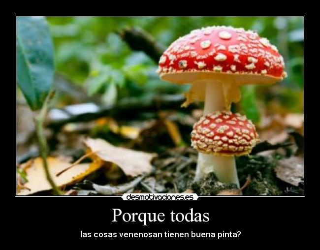 Porque todas - las cosas venenosan tienen buena pinta?