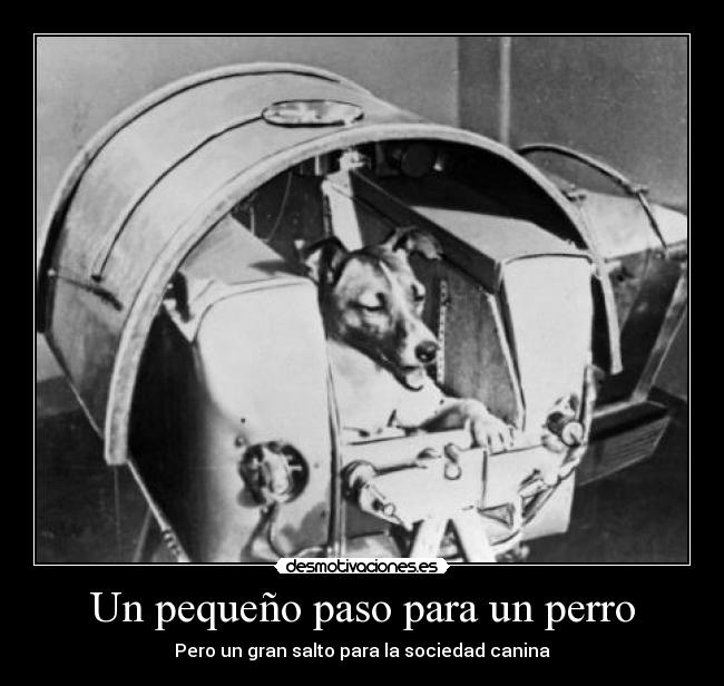 Un pequeño paso para un perro - Pero un gran salto para la sociedad canina