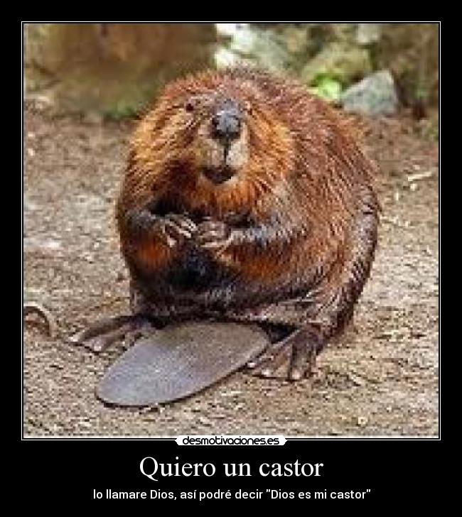 Quiero un castor -