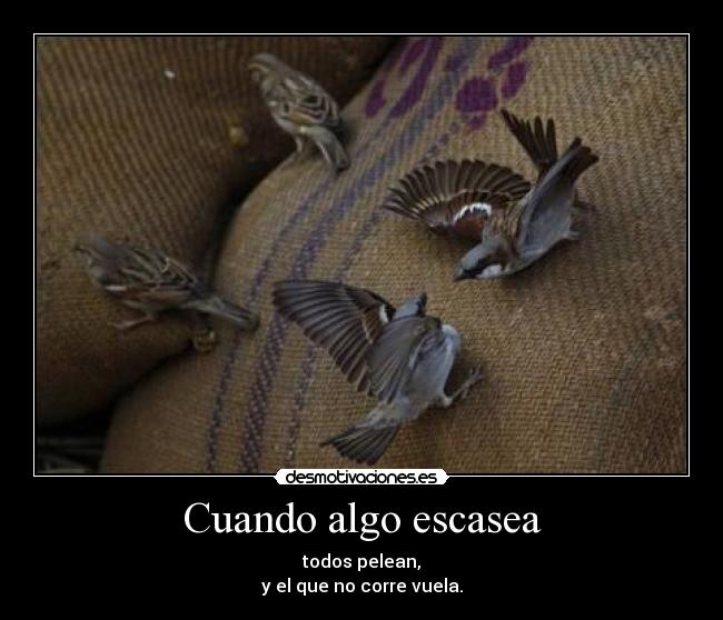 Cuando algo escasea - todos pelean,
y el que no corre vuela.