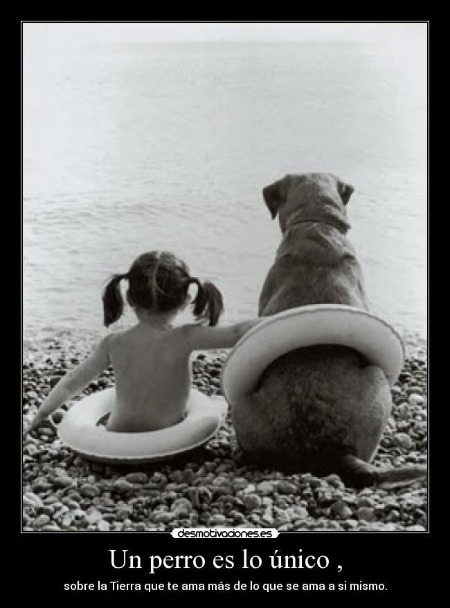 Un perro es lo único , -