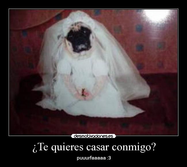 ¿Te quieres casar conmigo? - puuurfaaaaa :3