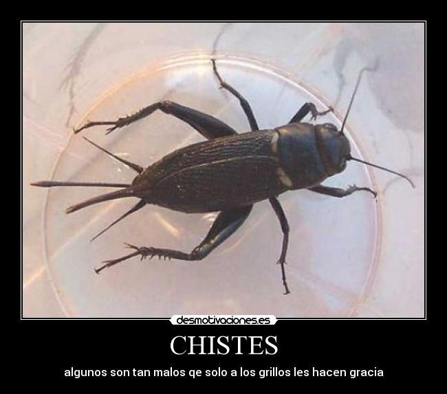 CHISTES - algunos son tan malos qe solo a los grillos les hacen gracia