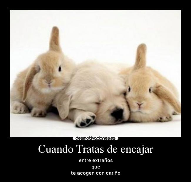 Cuando Tratas de encajar -