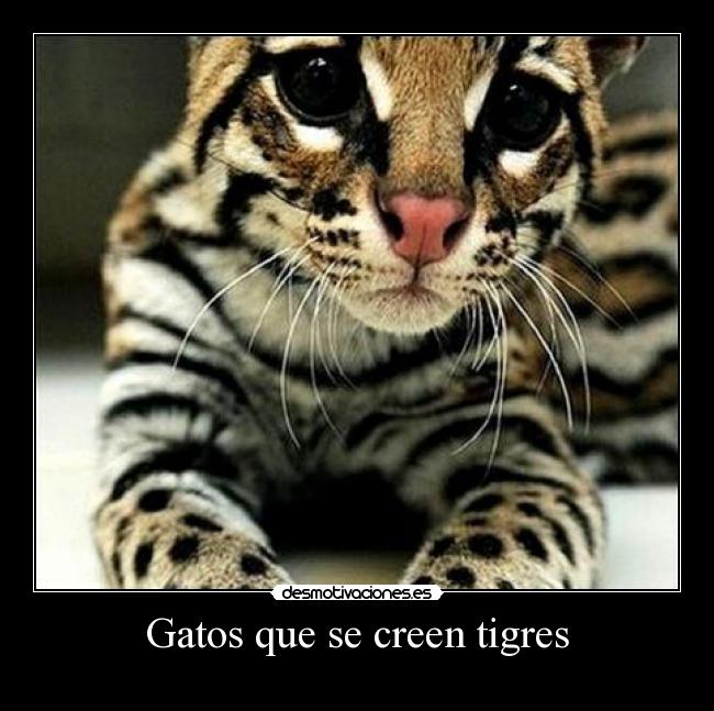 Gatos que se creen tigres -