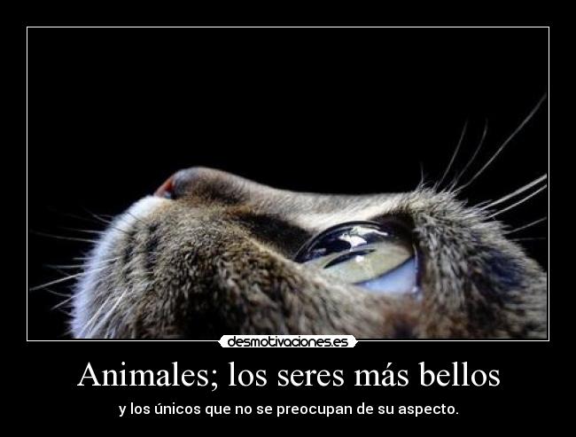 Animales; los seres más bellos - y los únicos que no se preocupan de su aspecto.
