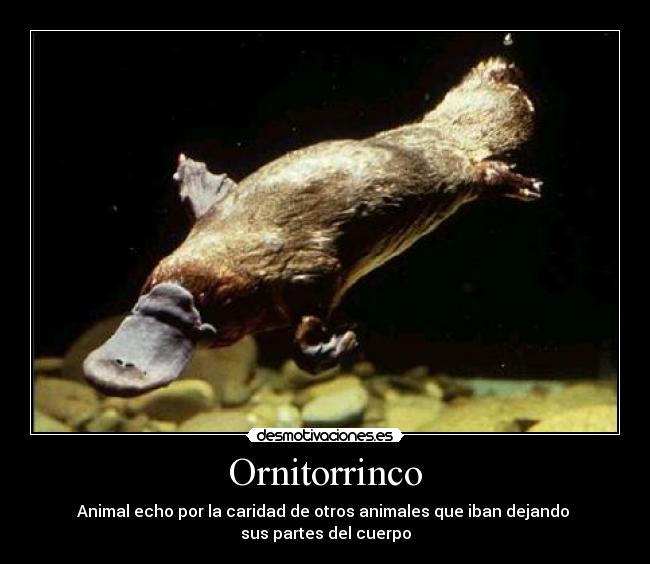 Ornitorrinco - Animal echo por la caridad de otros animales que iban dejando 
sus partes del cuerpo