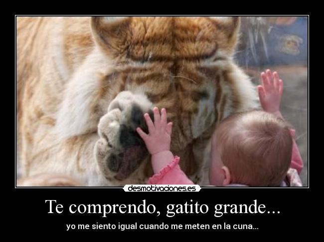 Te comprendo, gatito grande... - yo me siento igual cuando me meten en la cuna...