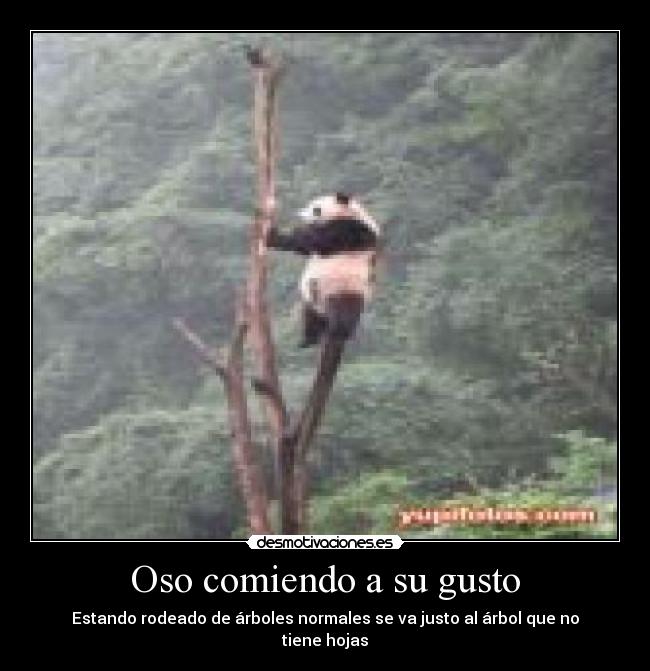 Oso comiendo a su gusto - Estando rodeado de árboles normales se va justo al árbol que no tiene hojas