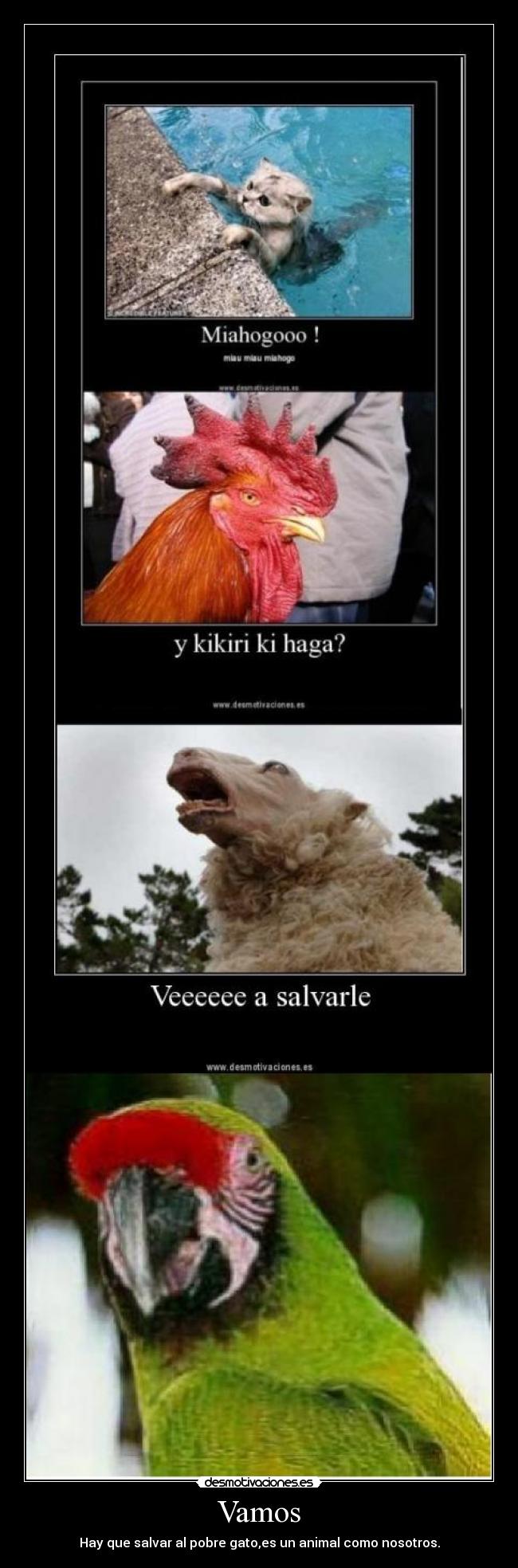 Vamos - Hay que salvar al pobre gato,es un animal como nosotros.