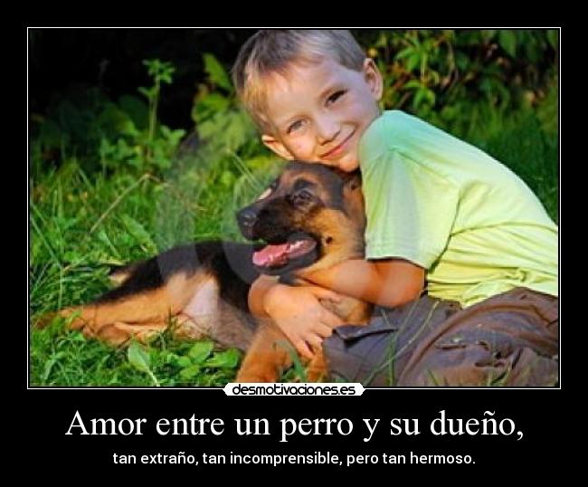 Amor entre un perro y su dueño, - 