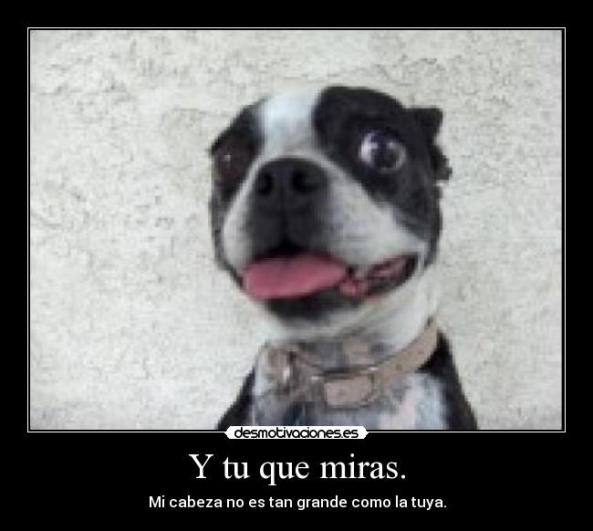 carteles perro desmotivaciones