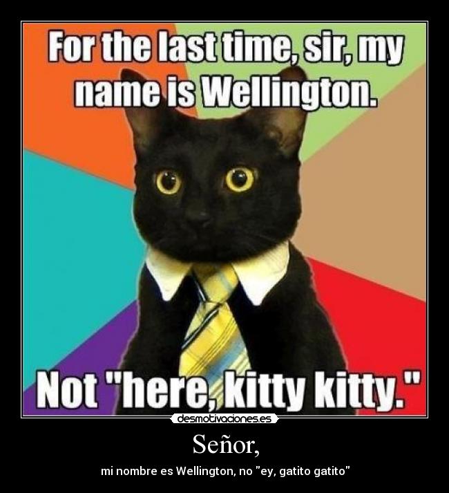 Señor, - mi nombre es Wellington, no ey, gatito gatito