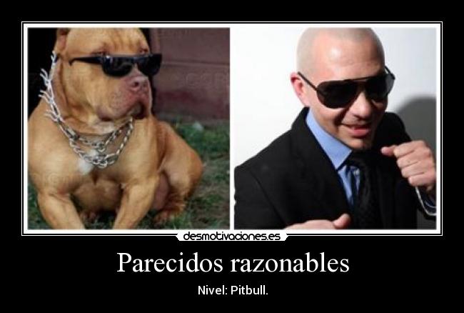 Parecidos razonables - Nivel: Pitbull.