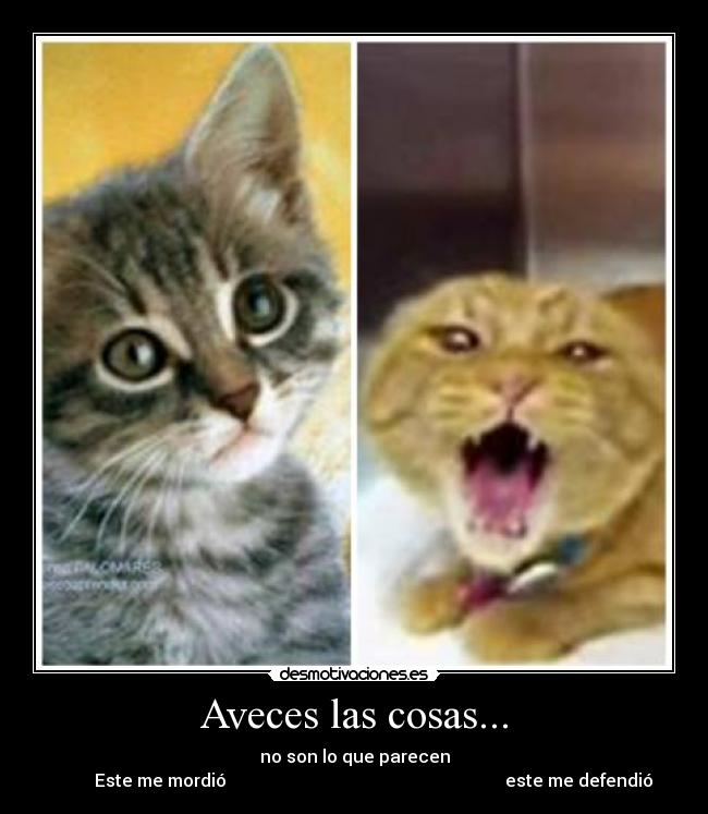 Aveces las cosas... - no son lo que parecen
Este me mordió este me defendió